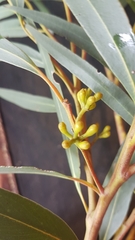 Eucalyptus fraxinoides