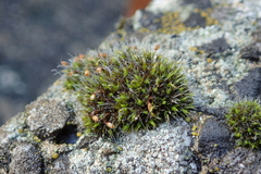 Grimmia pulvinata