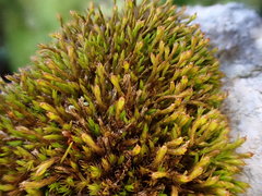 Schistidium dupretii