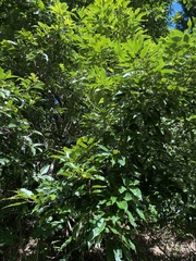 Castanopsis formosana