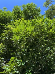 Castanopsis formosana