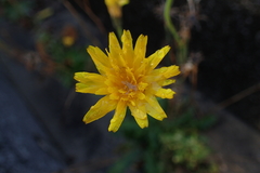 Hypochaeris radicata