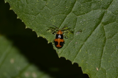 Aulacophora hilaris