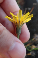 Hypochaeris radicata