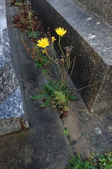 Hypochaeris radicata