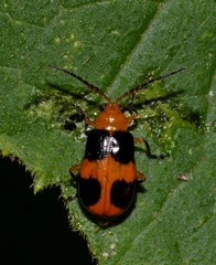 Aulacophora hilaris