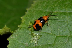Aulacophora hilaris
