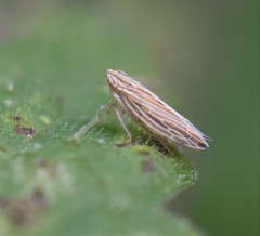 Mocydia crocea