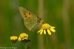 Colias electo electo