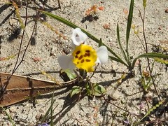 Disa flexuosa