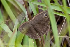 Ypthima impura paupera