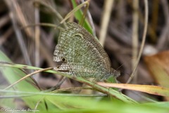 Ypthima impura paupera