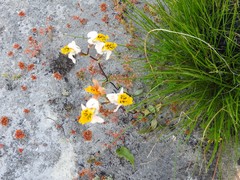 Disa flexuosa