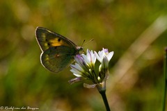 Colias electo electo