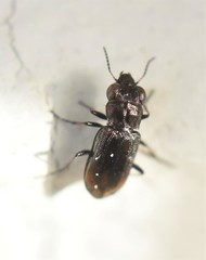 Notiophilus quadripunctatus