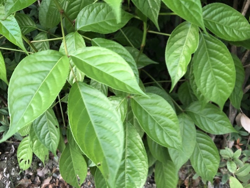 Bischofia javanica