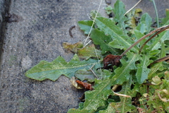 Hypochaeris radicata