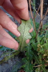 Hypochaeris radicata