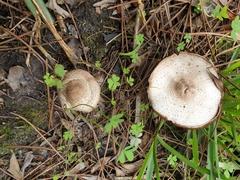Agaricus phaeolepidotus