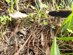 Agaricus phaeolepidotus