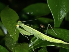 Tropidomantis