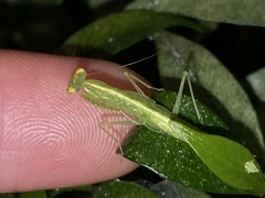 Tropidomantis