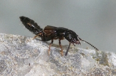 Platystethus nitens