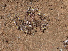 Alatoseta tenuis