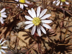 Alatoseta tenuis