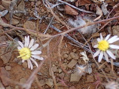 Alatoseta tenuis