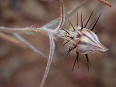 Alatoseta tenuis
