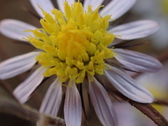 Alatoseta tenuis