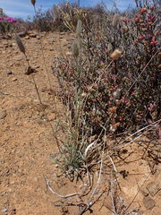 Fingerhuthia africana