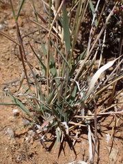 Fingerhuthia africana