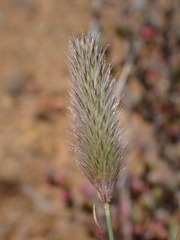 Fingerhuthia africana