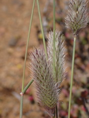 Fingerhuthia africana
