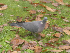 Columba palumbus