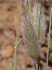 Fingerhuthia africana