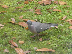 Columba palumbus