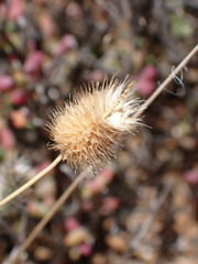 Fingerhuthia africana