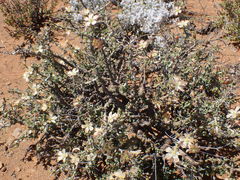 Monsonia salmoniflora