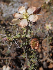 Monsonia salmoniflora