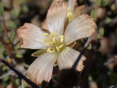 Monsonia salmoniflora
