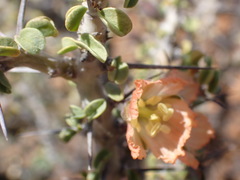 Monsonia salmoniflora