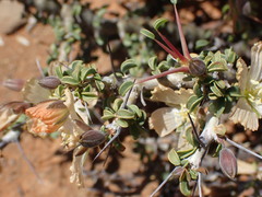 Monsonia salmoniflora