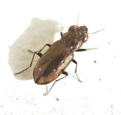 Notiophilus quadripunctatus