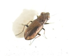 Notiophilus quadripunctatus