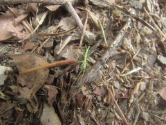 Bacillidae