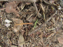 Bacillidae