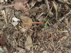 Bacillidae